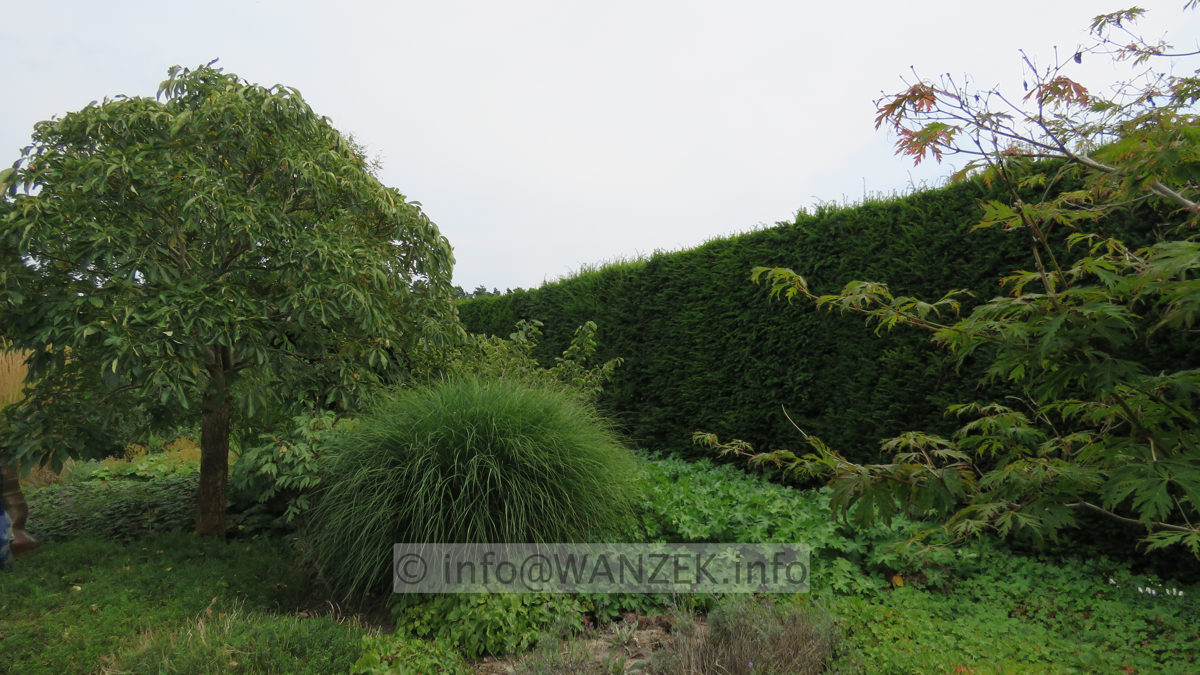 Taxus baccata 02 Hecke.JPG